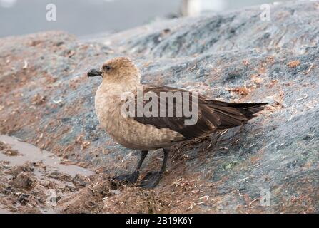 Ein südpolarer Skua, Catharacta maccormicki auf Cuverville Island, Antarktis. Stockfoto