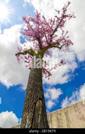 Blühender Baum mit kleinen rosa Blüten mit blauem Himmel und Wolken im Hintergrund im Frühjahr. Baum der Liebe, Cercis siliquastrum. Stockfoto