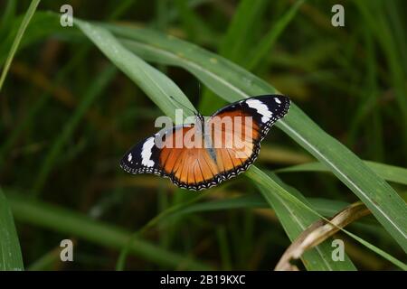 Weibliche Danaid-Eggfliege (Hypolimnas misippus) Stockfoto