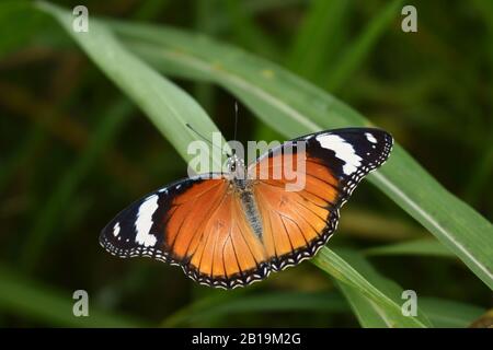 Weibliche Danaid-Eggfliege (Hypolimnas misippus) Stockfoto