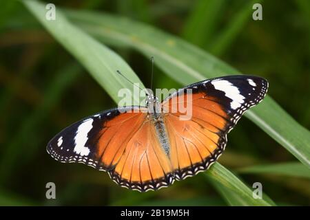 Weibliche Danaid-Eggfliege (Hypolimnas misippus) Stockfoto