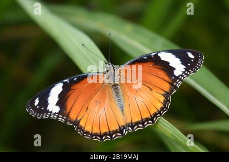 Weibliche Danaid-Eggfliege (Hypolimnas misippus) Stockfoto