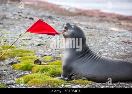Mirounga Leonina, ein Southern Elephant Seal Pup, spielt mit einer Flagge, die gepflanzt wurde, um eine sichere Route für Touristen am Elephant Point auf Livingston Island in zu markieren Stockfoto