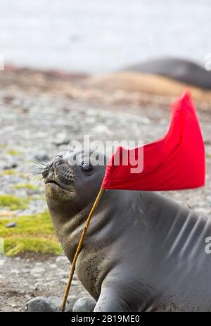 Mirounga Leonina, ein Southern Elephant Seal Pup, spielt mit einer Flagge, die gepflanzt wurde, um eine sichere Route für Touristen am Elephant Point auf Livingston Island in zu markieren Stockfoto