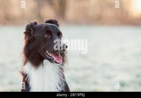 Nahaufnahme Porträt fröhlicher Rand Collie Hund Blick zur Seite Mund offen, fröhlich lustige Gesicht. Wintersaison im Freien, gehaurtes Gras und ADO Stockfoto