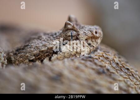 Sidewinder - Crotalus Cerastes, inkonische venöse Klapperschlange aus Wüstenregionen der südwestlichen Vereinigten Staaten und des Nordwesten Mexikos. Stockfoto