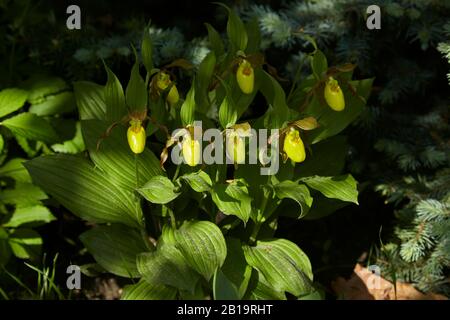 Eine wilde, nordamerikanische frühlingsblühende Orchidee bei dappeliertem Sonnenschein, das Cypripedium parviflorum, das im Allgemeinen als Yellow Lady's Slipper bekannt ist Stockfoto