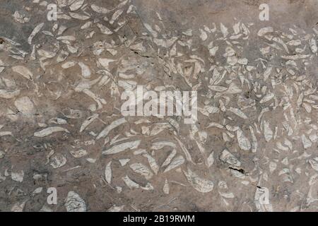 Fossilisierungen von Megalodontoidea, Muscheln sp. (Triadomegalodon gryphoides) aus der Trias, Dachstein Range, Salzkammergut, Oberösterreich, Österreich Stockfoto