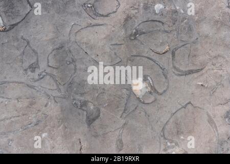 Fossilisierungen von Megalodontoidea, Muscheln sp. (Triadomegalodon gryphoides) aus der Trias, Dachstein Range, Salzkammergut, Oberösterreich, Österreich Stockfoto