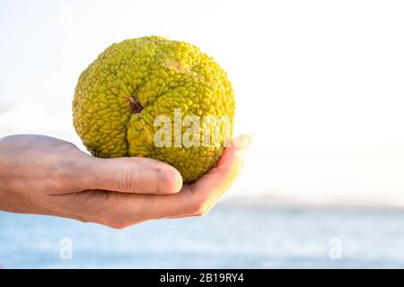 Weibliche Hand, die eine Maclura pomifera hält, die im Allgemeinen als Osage-Orange, Hecke oder heckenapfel bekannt ist. Stockfoto