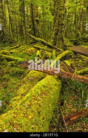 Moss bedeckte umgestürzte Bäume in Rotbuchenwald, Lake Gunn Nature Walk, Eglinton Valley, Fiordland Natl Park, Southland Region, South Island Neuseeland Stockfoto