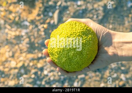 Weibliche Hand, die eine Maclura pomifera hält, die im Allgemeinen als Osage-Orange, Hecke oder heckenapfel bekannt ist. Stockfoto