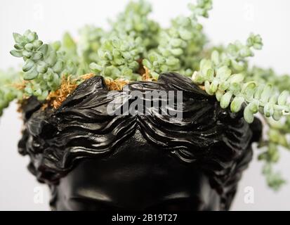 Ausschnitt aus einem schwarzen, stylischen Ziertopf in Form einer griechischen Frauenkopfplastik mit Eselsschwanz (Sedum morganianum) saftige Pflanze. Stockfoto