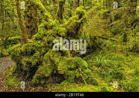 Moss bedeckte umgestürzte Bäume in Rotbuchenwald, Lake Gunn Nature Walk, Eglinton Valley, Fiordland Natl Park, Southland Region, South Island Neuseeland Stockfoto