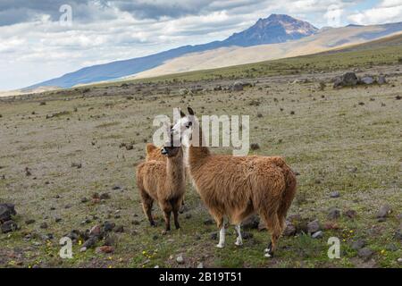 Lamas (Alpaca) in den Anden, Ecuador, Südamerika. Stockfoto