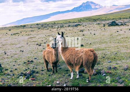 Lamas (Alpaca) in den Anden, Ecuador, Südamerika. Stockfoto