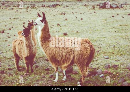 Lamas (Alpaca) in den Anden, Ecuador, Südamerika. Stockfoto