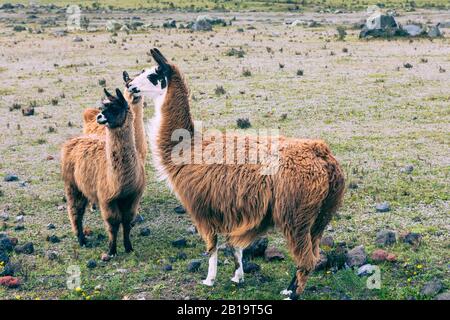 Lamas (Alpaca) in den Anden, Ecuador, Südamerika. Stockfoto