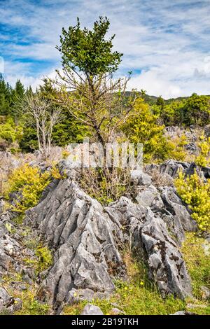 Marmorfelsen an der Canaan Road, abseits des Abel Tasman National Park, Tasman District, South Island, Neuseeland Stockfoto