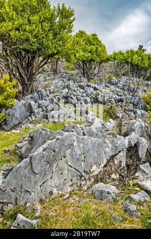 Marmorfelsen an der Canaan Road, abseits des Abel Tasman National Park, Tasman District, South Island, Neuseeland Stockfoto