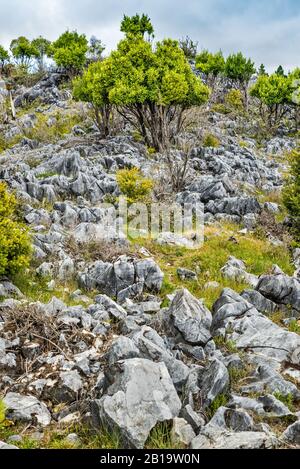 Marmorfelsen an der Canaan Road, abseits des Abel Tasman National Park, Tasman District, South Island, Neuseeland Stockfoto