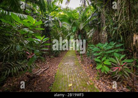 Amazon. Tropischer Regenwald. Dschungellandschaft. Amazon Yasuni-Nationalpark, Ecuador. Südamerika. Stockfoto