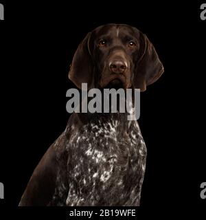 Potrait des deutschen Kurzhaarpoingers Dog oder Kurzhaar, Der Auf Lokaliertem schwarzem Hintergrund Blickt Stockfoto