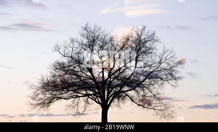 Silhouette der großen Eiche allein im Winter mit einem schönen, bunten Sonnenuntergang im Hintergrund. Stockfoto