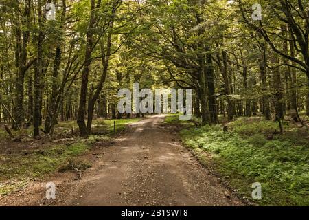 Buche Forest, Canaan Road, in der Nähe von Canaan Downs Camping, Abel Tasman National Park, Tasman District, South Island, Neuseeland Stockfoto