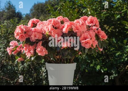 Azalea japonica blüht in einem Topf, rosa Blumen, im Freien. Stockfoto