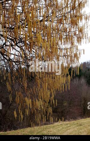 Haselbaum. Hochgradig pollenallergene Haselnusskatinen in Blüte Stockfoto