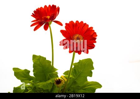 Pflanzen Sie rote Gerbera-Blumen mit zwei Blumen und Blättern isoliert auf weißem Grund Stockfoto