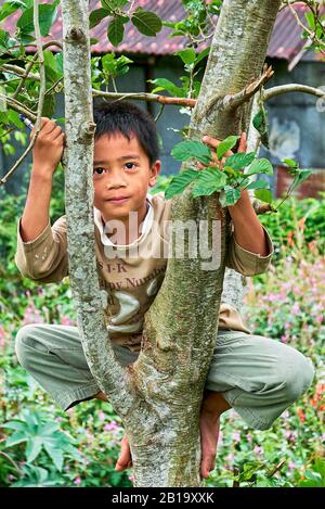 Sagada, Bergprovinz, Philippinen: Kleiner Junge klettert auf einen Baum und blickt auf die Kamera, mit vielen Blumen hinter ihm Stockfoto