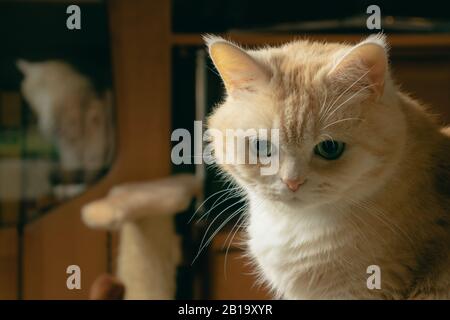 Schöne traurige Sahne Katze sitzt auf einem Stuhl in der Zimmer Stockfoto