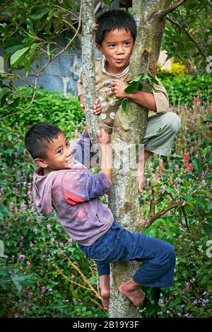 Sagada, Bergprovinz, Philippinen: Zwei junge Jungen klettern barfuß auf einen Baum, hinter ihnen im Hinterhof viele rosafarbene Blumen Stockfoto