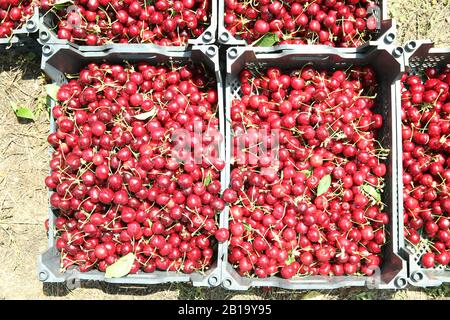 Frisch gepflückte Kirschen in Tabletts bereit für den Markt. Plastik Reife Kirschen in Kisten . Stockfoto