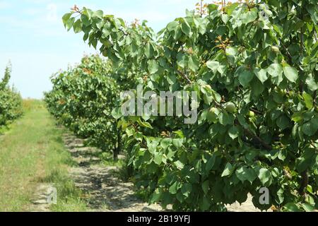 Pfirsichfarm im Frühsommer. Unreifer Pfirsich . Pfirsichbaum, Verzweigung mit kleinen unreifen Pfirsichen . Stockfoto