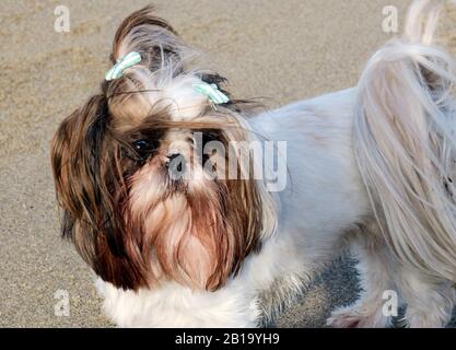 Der Name Lowchen bedeutet "kleiner Löwenhund." Der Name ist definitiv deutsch, aber seit dem Mittelalter sind sie in Frankreich, Deutschland, Russland a beliebt Stockfoto