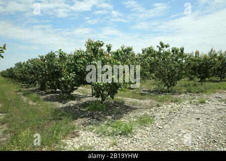 Pfirsichfarm im Frühsommer. Unreifer Pfirsich . Pfirsichbaum, Verzweigung mit kleinen unreifen Pfirsichen . Stockfoto