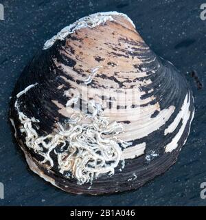 Große Muschel, die an Küstenfelsen befestigt ist und Meereslebewesen zeigt, die Muster von Formen und Texturen auf ihren Muscheln in ihrem Gezeitengestein zeigen Stockfoto