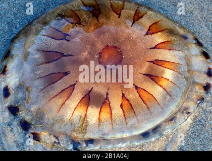 Kompass Jellyfish Chrysaora hysoscella mit wunderschönem braunem Bernstein und goldenen Schnittmarkierungen, die am Strand aufgewaschen wurden Stockfoto