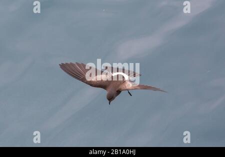 Wilsons Storm Petrel, Oceanites oceanicus, der von Plankton an der Oberfläche vor King George Island auf den South Shetland Islands in der Antarktis ernährt. Stockfoto