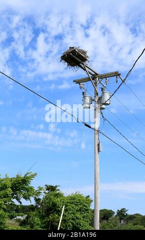 Ospreys und nisten oben auf dem Versorgungspol Stockfoto