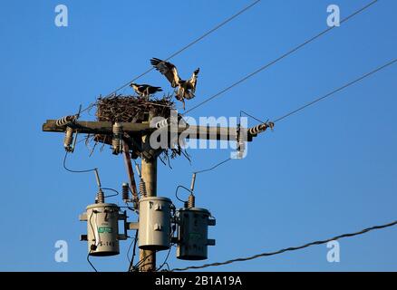 Ospreys und nisten oben auf dem Versorgungspol Stockfoto