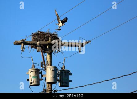 Ospreys und nisten oben auf dem Versorgungspol Stockfoto