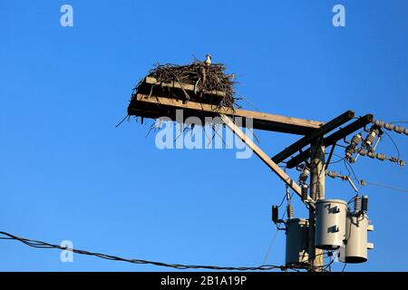 Ospreys und nisten oben auf dem Versorgungspol Stockfoto