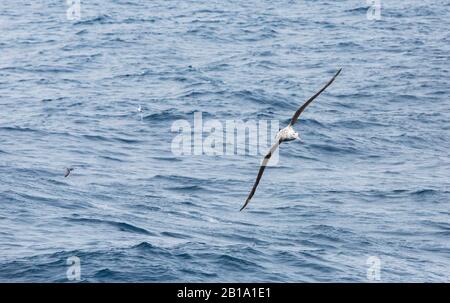 Wandernder Albatross, Diomedea Exulans, Kap Petrel, Daption Capense und Slender Billed Prion, Pachyptila belcheri in der Drake Passage, Antarktis. Stockfoto