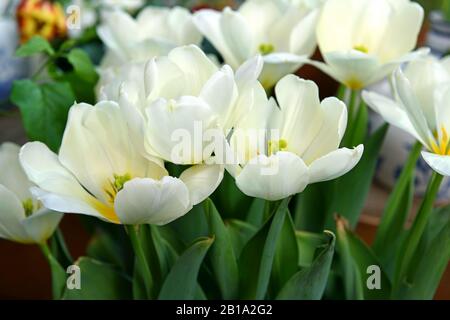 Tulipa Purissima (Fosteriana Tulip), edle und elegante Tulpe mit breiten rein weißen, länglichen Hochblättern und cremigem Unterbau Stockfoto