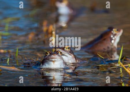 Moorefrosch bei Nahaufnahme in einem Teich im Frühjahr Stockfoto