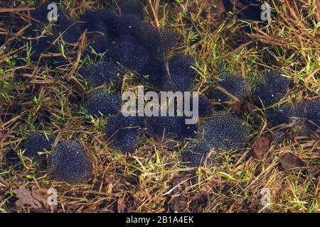 Frogspawn im Frühling See Stockfoto